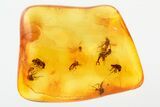 Fossil Biting Midge (Ceratopogonidae) Swarm in Baltic Amber #278822-1